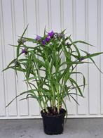 Siergras/Eendagsbloem:Tradescantia Valour, Tuin en Terras, Planten | Tuinplanten, Ophalen, Zomer, Vaste plant, Siergrassen