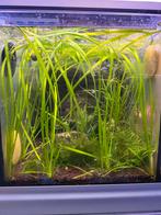Vallisneria Spiralis - aquariumplant, Ophalen of Verzenden, Plant(en), Steen of Hout