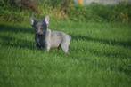 Franse bulldog pups prachtige kleuren, Rabiës (hondsdolheid), 15 weken tot 1 jaar, Buitenland, Bulldog