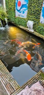 Koikarpers zoeken nieuw thuis., Dieren en Toebehoren, Karper of Koi