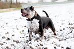 American Bully XL - Dekreu, Dieren en Toebehoren, Honden | Dekreuen, Parvo, Reu, 1 tot 2 jaar, Eén hond