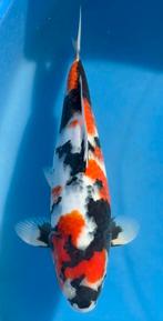 Showa met certificaat, Dieren en Toebehoren, Vissen | Vijvervissen, Karper of Koi