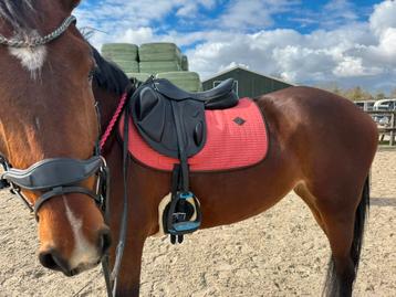 Kentucky dekje beschikbaar voor biedingen