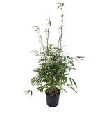 Fargesia Robusta Wolong | Elegante Niet-Woekerende Bamboe, In pot, Bloeit niet, Halfschaduw, Overige soorten
