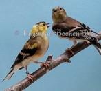 2 treursijs poppen 2025, Dieren en Toebehoren, Vogels | Overige Vogels, Vrouwelijk
