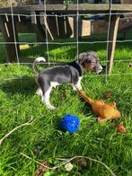 Mooie Jack Russel pup te koop!, Dieren en Toebehoren, Honden | Jack Russells en Terriërs, Jack Russell Terriër, Reu, 8 tot 15 weken