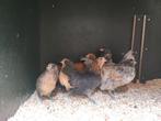 Diverse kleuren Antwerpse baardkrielen., Dieren en Toebehoren, Pluimvee, Meerdere dieren, Kip