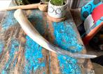 Decoratieve Texas Longhorn Hoorn, 50 cm, Ophalen of Verzenden