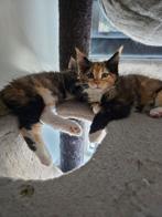 3 prachtige Maincoon kittens, Meerdere dieren, Gechipt