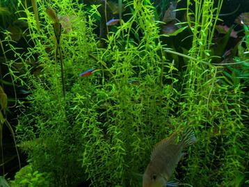 Rotala sp. Green beschikbaar voor biedingen