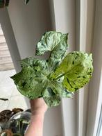 Syngonium Grey Ghost, Huis en Inrichting, Kamerplanten, Ophalen of Verzenden, Overige soorten, Minder dan 100 cm