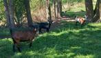 3 mooie dwerg geiten dwerggeit, Dieren en Toebehoren, Schapen, Geiten en Varkens, Vrouwelijk