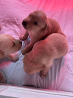 Puppys, Teef, Labrador retriever, Meerdere, Nederland