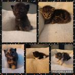 6 lieve Maine Coon kittens zoeken een mooi hotel, Dieren en Toebehoren, Katten en Kittens | Raskatten | Langhaar, Gechipt