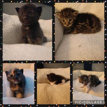 6 lieve Maine Coon kittens zoeken een mooi hotel  beschikbaar voor biedingen