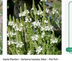 GEZOCHT! Witte verbena. IJzerhard - Verbena hastata 'Alba', Ophalen, Zomer, Overige soorten, Volle zon
