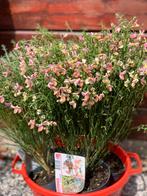 Cytisus. Prachtige vaste plant, Zomer, Ophalen of Verzenden, Overige soorten