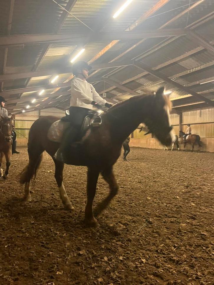 Verzorg/ bijrijd pony gezocht!, Dieren en Toebehoren, Paarden en Pony's | Verzorgingsproducten, Nieuw, Ophalen of Verzenden