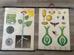 Twee schoolplaten biologie (groei, bevruchting), Antiek en Kunst, Ophalen of Verzenden, Natuur en Biologie