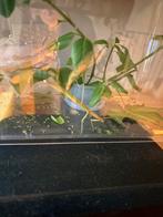 2 wandelende takken, Wandelende tak