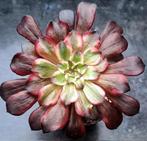 Vetplant Aeonium Zwartkin white, Vetplant, Ophalen of Verzenden, Minder dan 100 cm, Volle zon