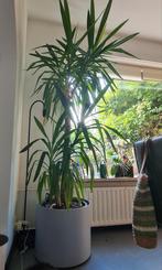 Yucca Elephantipes 2.50m met pot en wielen, Ophalen, 200 cm of meer, Halfschaduw, In pot
