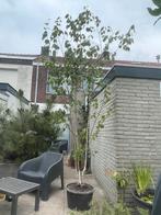 Meerstammige Berk, Ophalen, Halfschaduw, Overige soorten