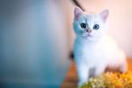 Britse korthaar kitten - NS11 - Kater, Dieren en Toebehoren, Katten en Kittens | Raskatten | Korthaar, Kater, Gechipt, 0 tot 2 jaar
