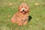 Maltipoo pups te koop, Rabiës (hondsdolheid), 15 weken tot 1 jaar, Overige rassen, Buitenland
