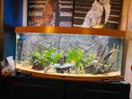 Juwel aquarium, cristalprofi filter te koop, Dieren en Toebehoren, Vissen | Aquaria en Toebehoren, Gebruikt, Ophalen, Leeg aquarium