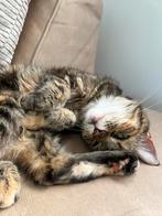 Hele lieve cyperse poes zoekt huis, Dieren en Toebehoren, Katten en Kittens | Overige Katten, Poes