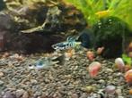 Galaxy Blue Tail rasguppy's, Dieren en Toebehoren, Vis, Zoetwatervis