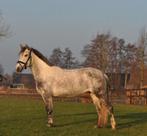 8 jarige merrie, B, 7 tot 10 jaar, Recreatiepony, D pony (1.37m tot 1.48m)