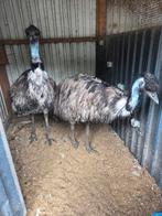Te koop emoes, Dieren en Toebehoren, Overige Dieren, Januari, Meerdere dieren