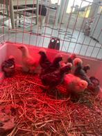 Hollandse kuifhoender kuikens, Dieren en Toebehoren