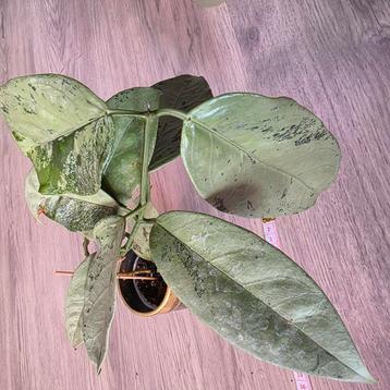 hoya coriacea silver  beschikbaar voor biedingen