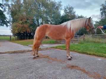 Prachtige 3 jarige haflinger merrie beschikbaar voor biedingen