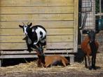 Dekbok dwerggeit | Bokken in verschillende kleuren, Dieren en Toebehoren, Schapen, Geiten en Varkens, Vrouwelijk, Geit, 0 tot 2 jaar