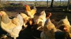 Brahma kippen., Dieren en Toebehoren, Pluimvee, Vrouwelijk, Kip