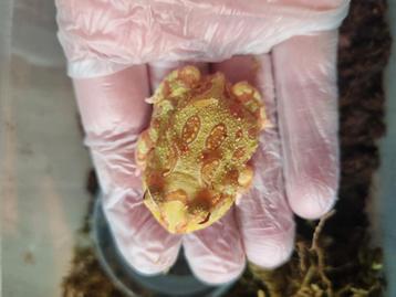 Ceratophyres cranwelli - pacman kikker beschikbaar voor biedingen