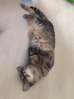 Zeer lieve poesjes, gesterilis/ingeent/chip/getest/ontwormd, Dieren en Toebehoren, Katten en Kittens | Overige Katten, Poes, Kortharig