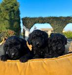 Labradoodle mini pups, Dieren en Toebehoren, Honden | Retrievers, Spaniëls en Waterhonden, Nederland, Overige rassen, 8 tot 15 weken