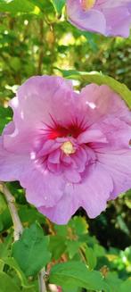 Grote Hibiscus, Tuin en Terras, Planten | Struiken en Hagen, Ophalen, Overige soorten