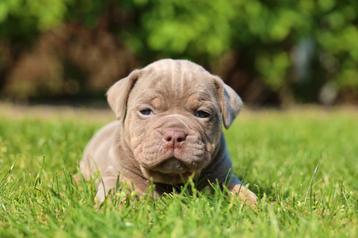 Prachtige Old English Bulldog pups  beschikbaar voor biedingen