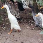 Indische loopeenden., Meerdere dieren, Eend