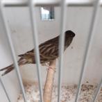 Klassiek bruin kanarie, Dieren en Toebehoren, Vogels | Kanaries, Mannelijk, Kleurkanarie