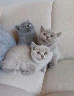Britse Korthaar kittens, Dieren en Toebehoren, Katten en Kittens | Raskatten | Korthaar, Meerdere dieren, Ontwormd, 0 tot 2 jaar