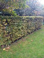 Beukenhaag ong 1m60 hoog, Ophalen, Nieuw