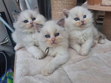 Mega knappe tortie fluffy ragdoll kittens met stamboom beschikbaar voor biedingen