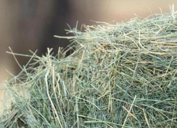 Kleine pakken hooi voor paarden, pony’s, schapen enz beschikbaar voor biedingen